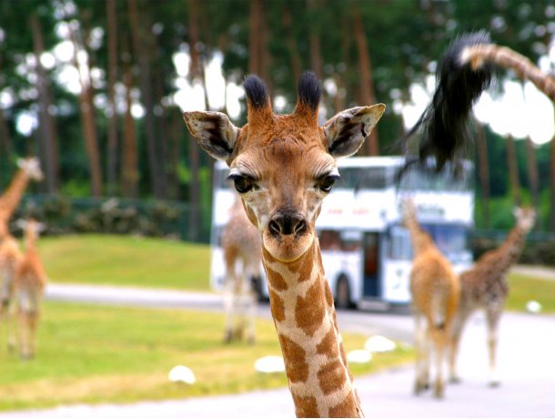 Safari-Park Hodenhagen