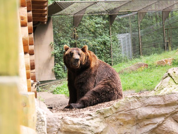 Wildpark Lüneburger Heide