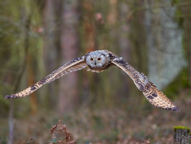Greifvogelgehege Bispingen