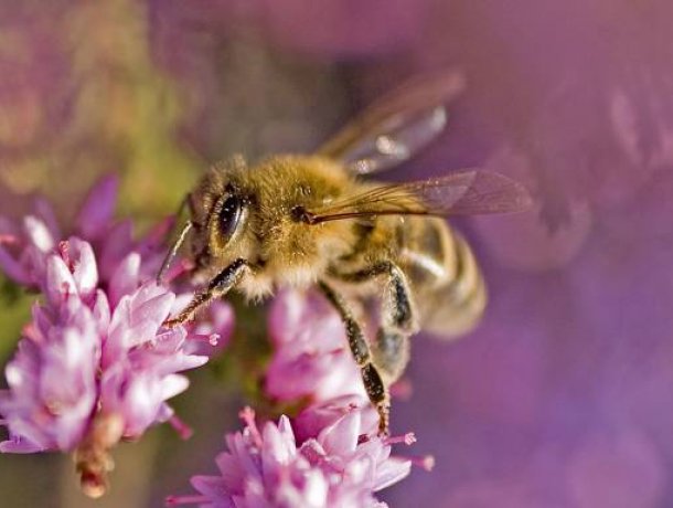 Bienenwelten in Niederhaverbeck
