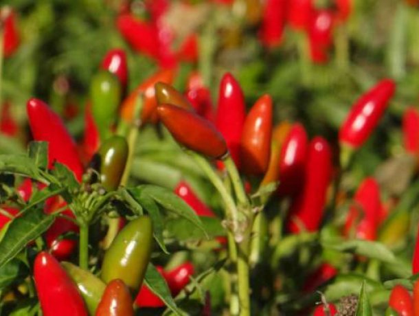 Chili-Manufaktur Soltau