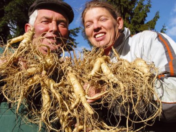 FloraFarm Ginseng in Walsrode