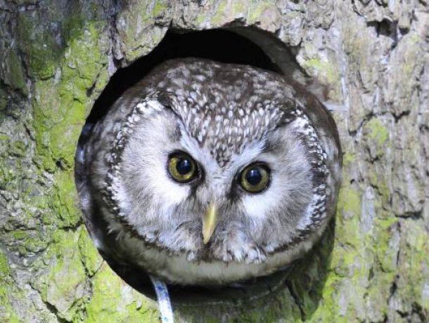 Greifvogelgehege Bispingen