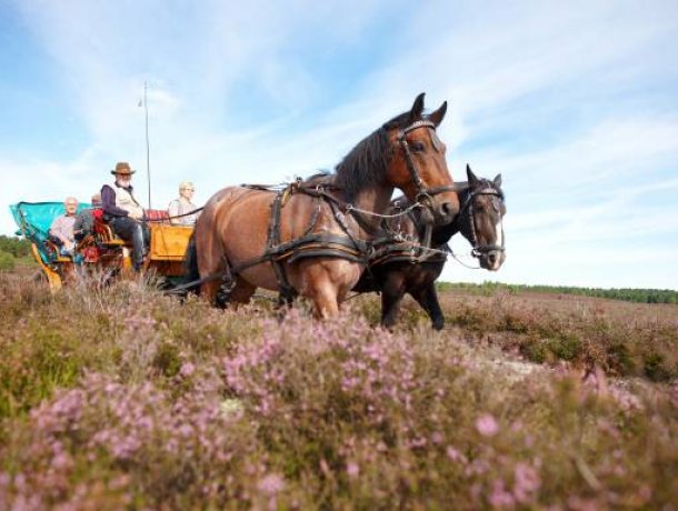 Kutschfahrt mit Aufenthalt in Wilsede