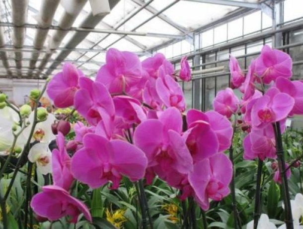 Orchideen Zentrum Wichmann in Celle