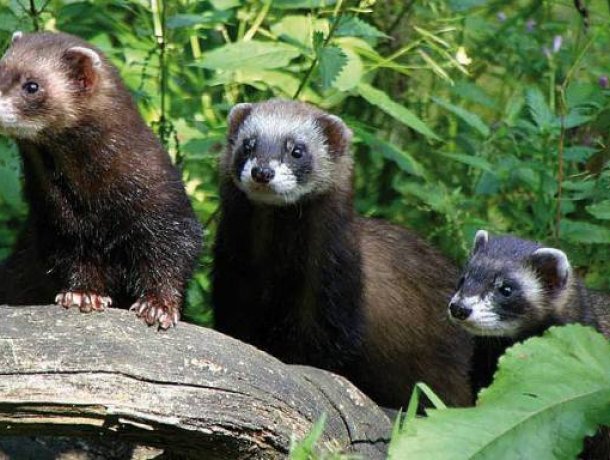 Otter-Zentrum Hankensbüttel