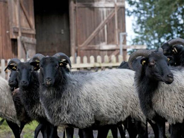 Der Heide-Erlebnispfad Neuenkirchen