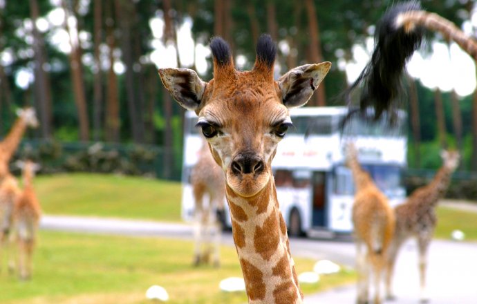 Encounters for animal lovers