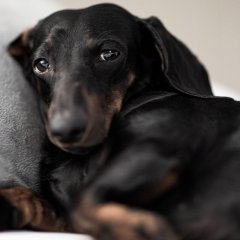 Wypoczynek w hotelu z pupilem – o czym pamiętać?