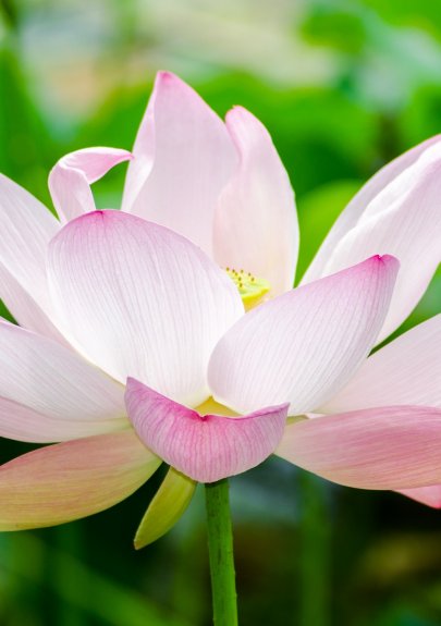 Pakiet Body Care zawiera: