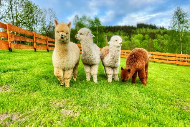 Izerskie Alpaki