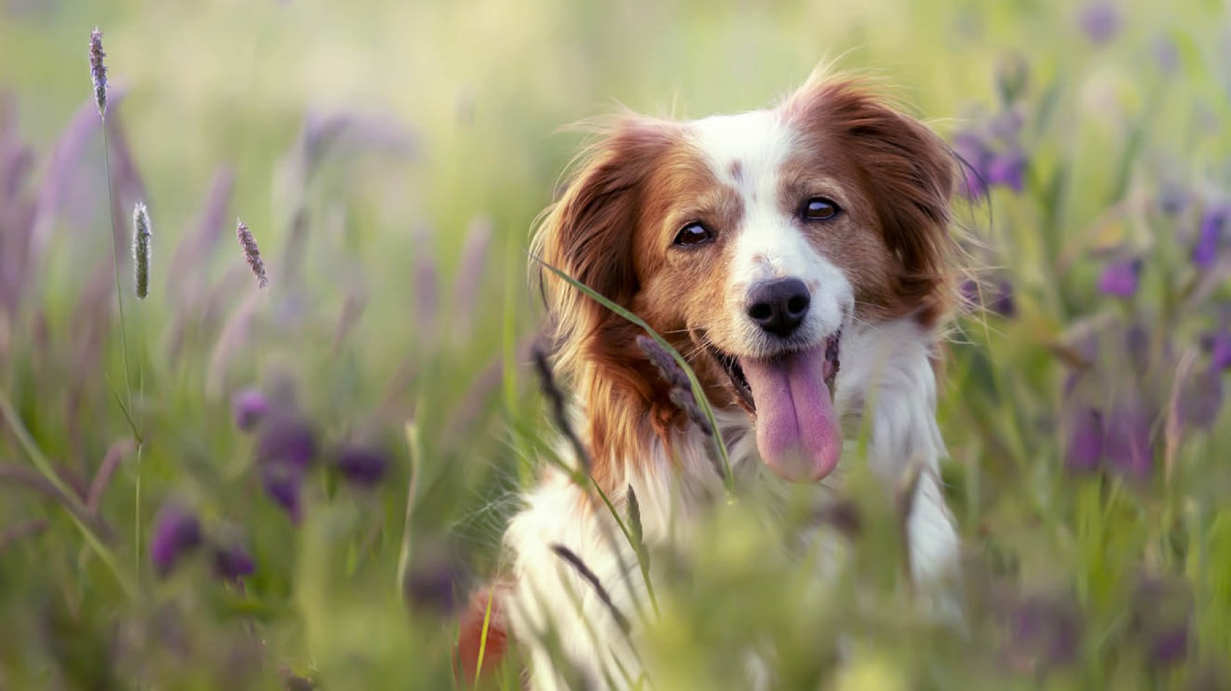 Podróżowanie z psem – jak przygotować się do wyjazdu z pupilem?