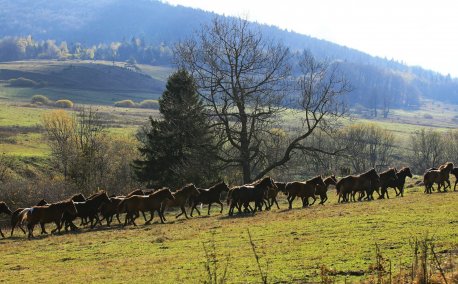 Stadnina koni huculskich „Gładyszów” w Regietowie