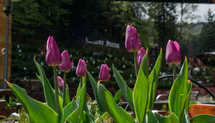 Przywitaj wiosnę w Czarnym Potoku w Beskidach