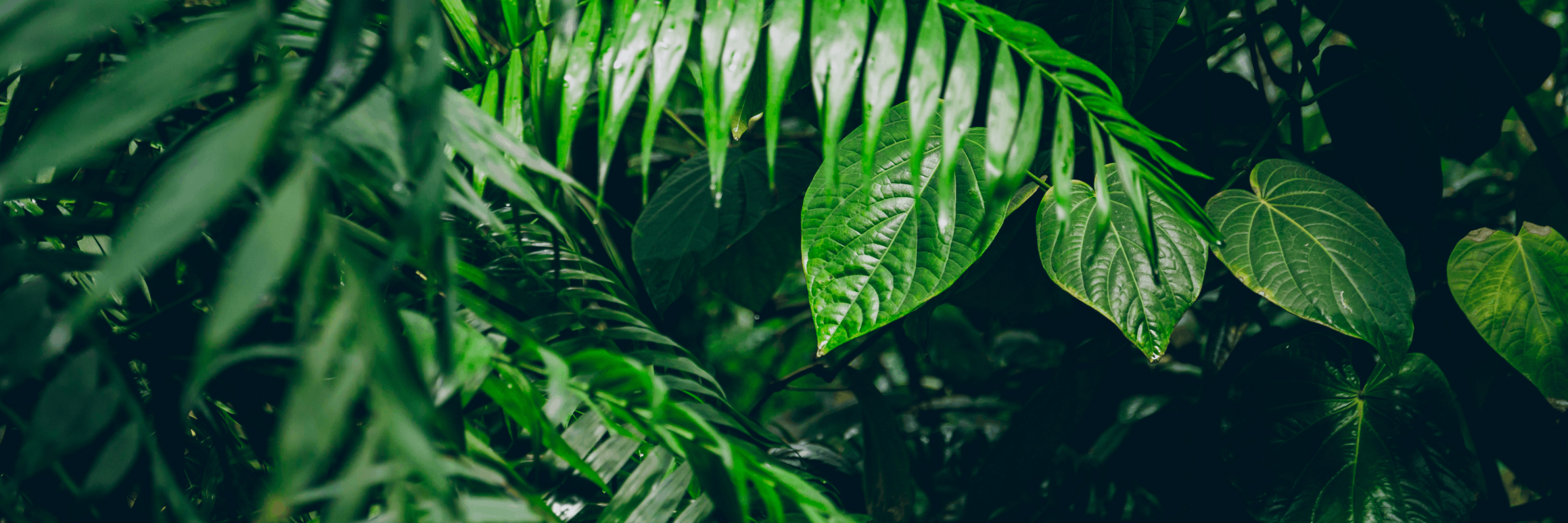 Banner background
