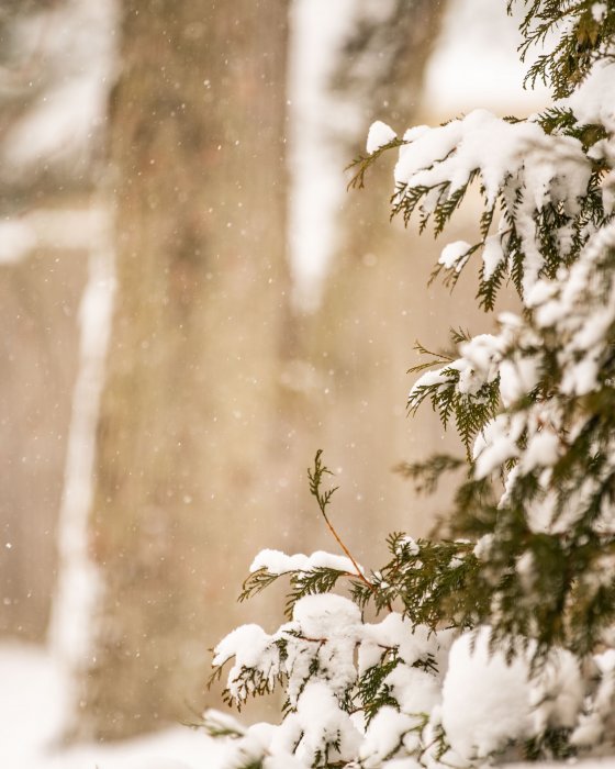 Śnieżne safari na skuterach