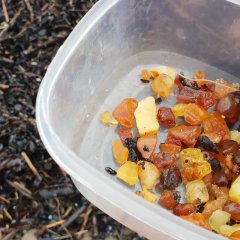 Spotkania z bursztynem