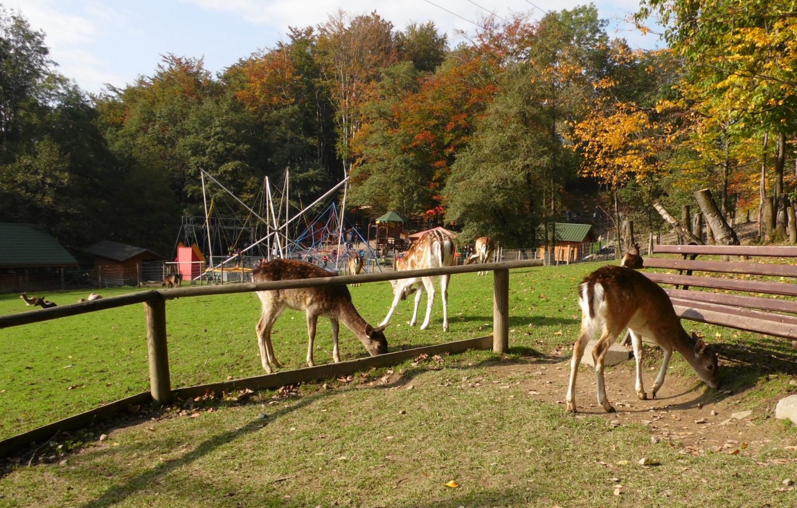 Dla dzieci Leśne ZOO w Ustroniu