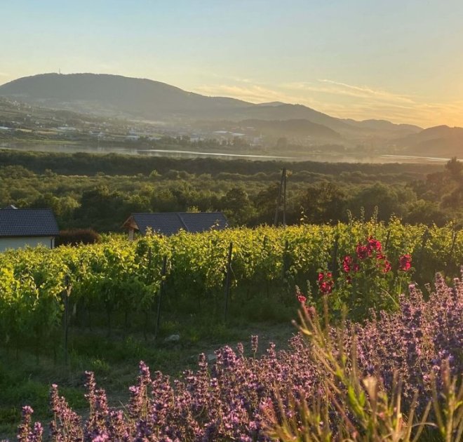 Październikowe winobranie &ndash; smak jesieni