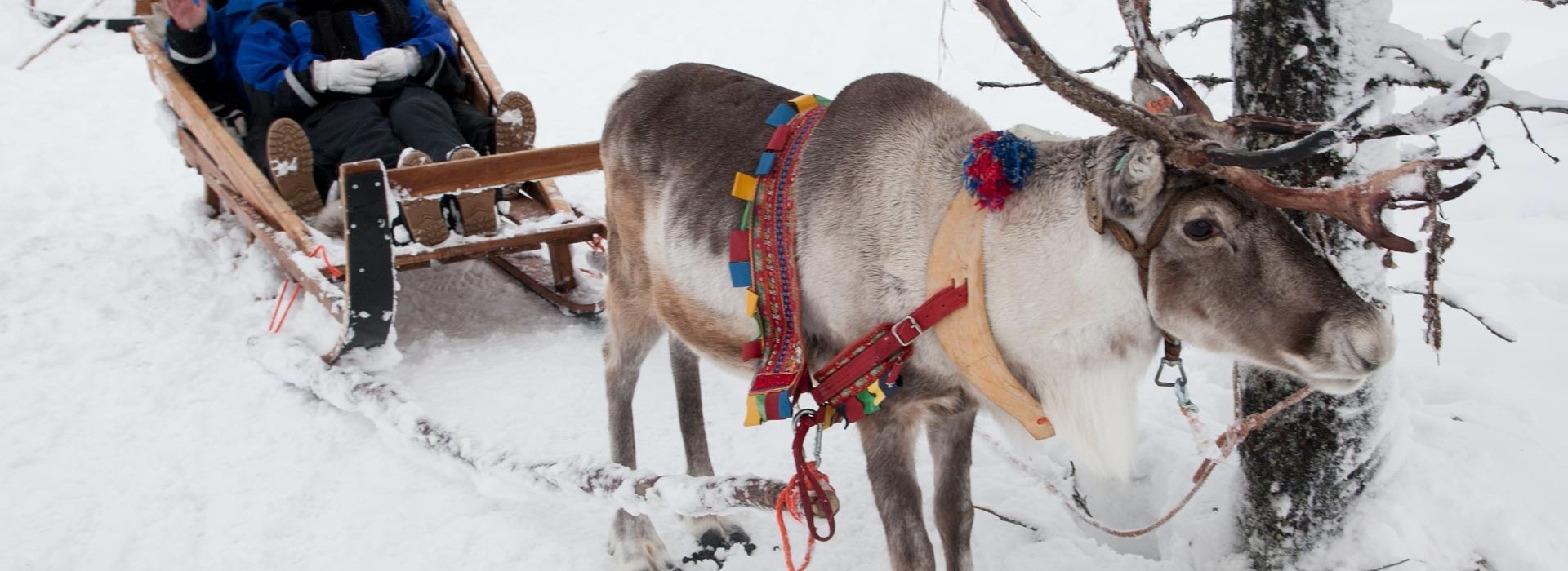 Reindeer | Northern Lights Village Levi