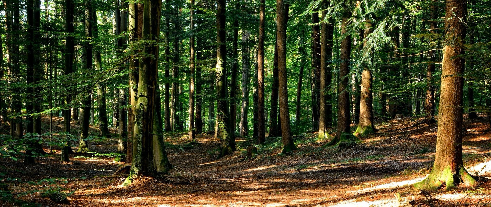 Rezerwat „Wąwóz Myśliborski”