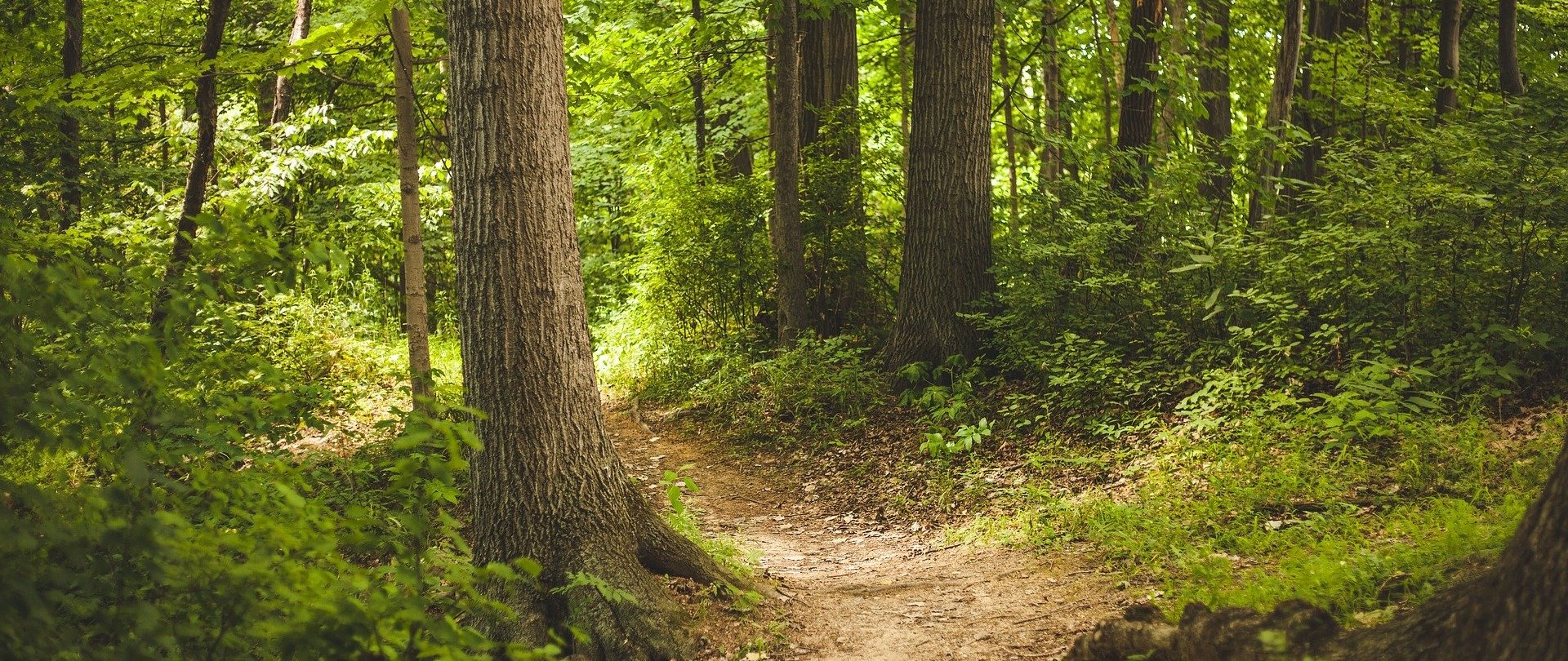 Rezerwat „Wąwóz Lipa” 