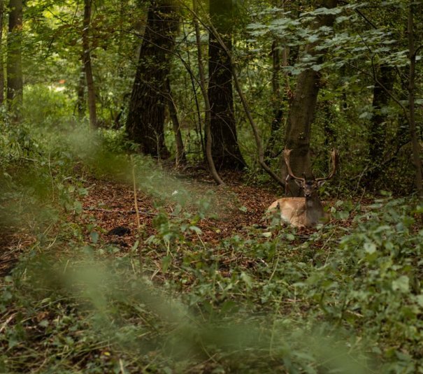 Park w stylu angielskim