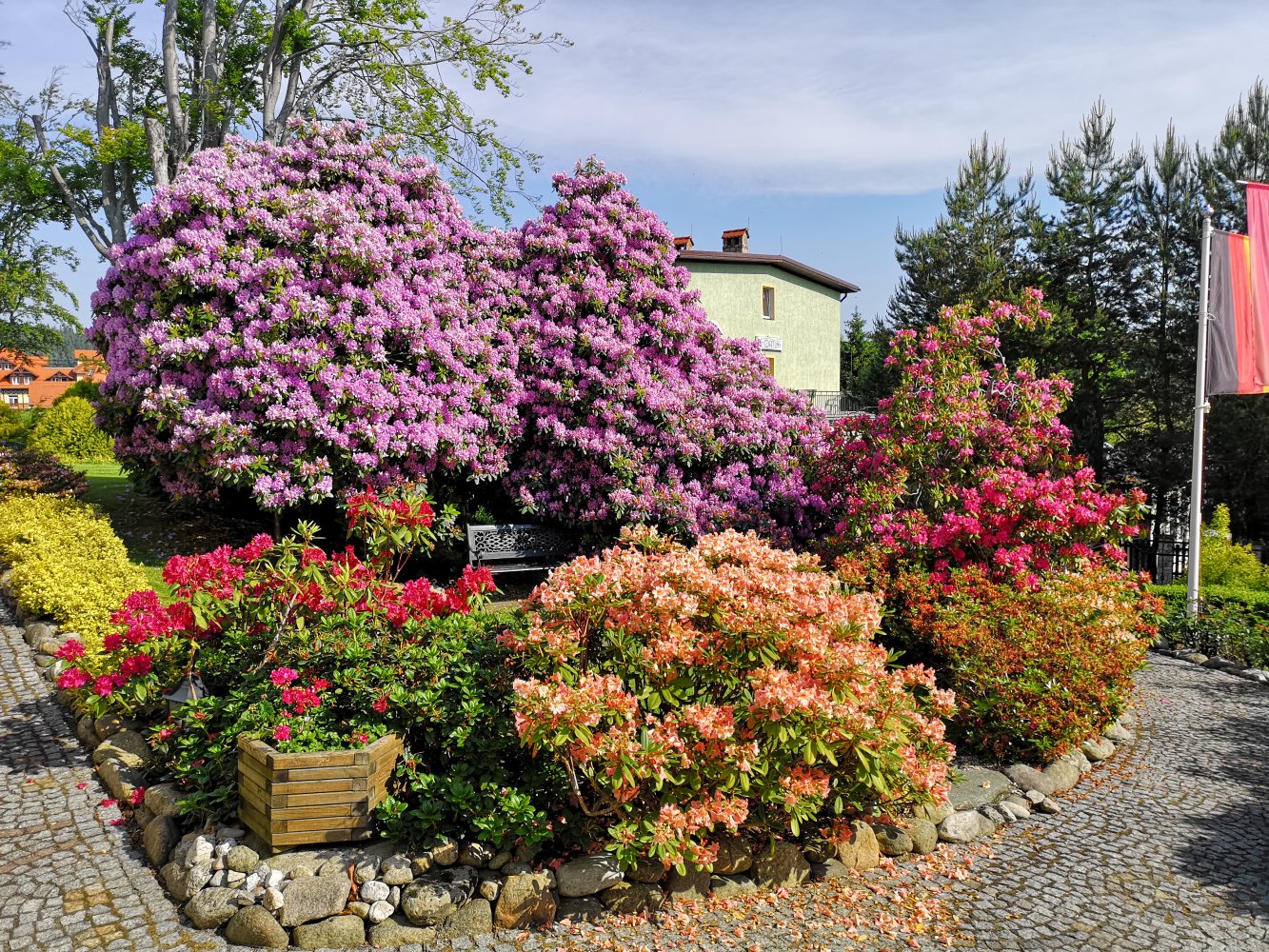 Letnie przedstawienie - rododendrony