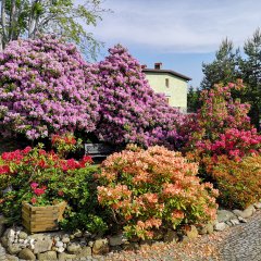 Letnie przedstawienie - rododendrony