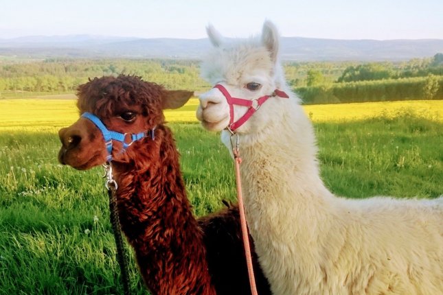 Alpacas from Proszówka