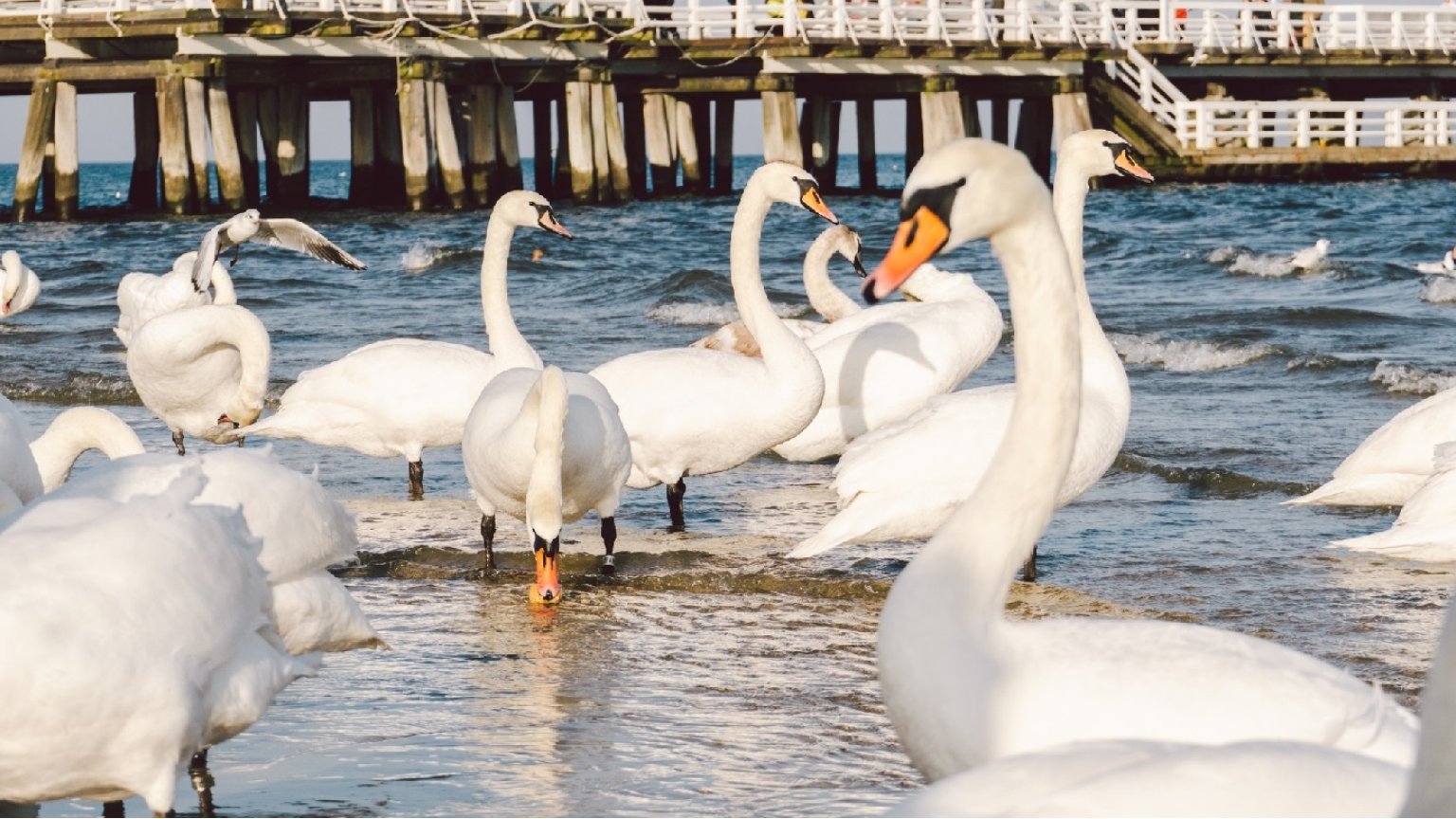 Czy ptaki można karmić chlebem? Poradnik: jak dbać o dziką przyrodę nad morzem