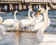 Czy ptaki można karmić chlebem? Poradnik: jak dbać o dziką przyrodę nad morzem