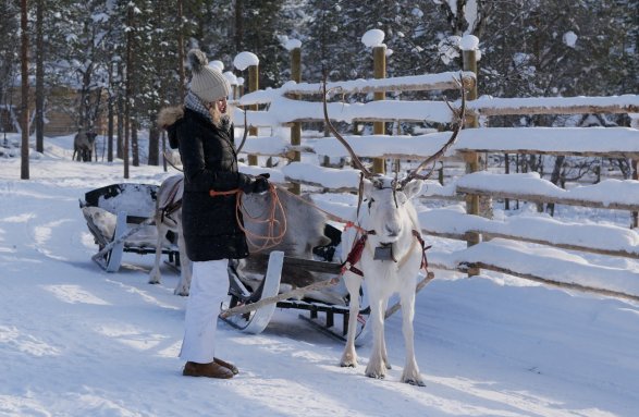 Reindeer | Northern Lights Village Saariselkä