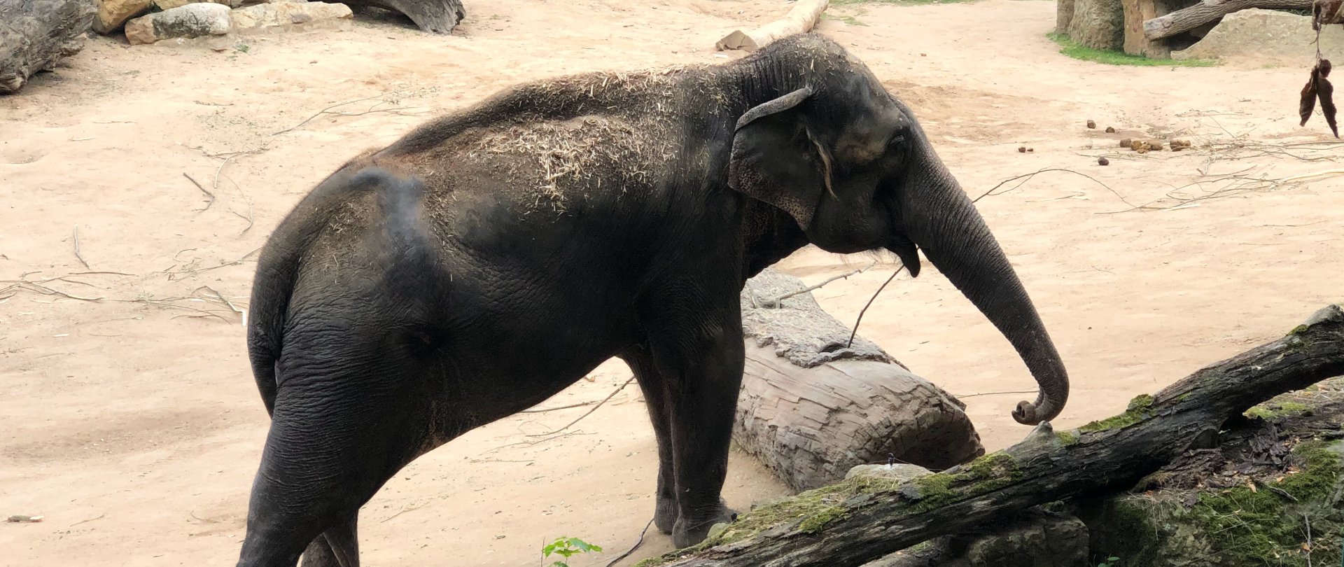 Kolejka Maltanka i Nowe ZOO