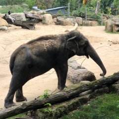 Maltanka Park Railway and the New ZOO