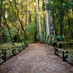 Nordic Walking