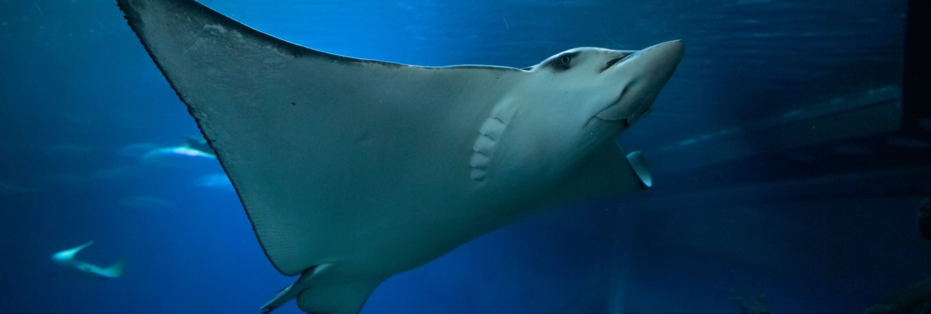 Wspieramy opiekę nad orleniami cętkowanymi we wrocławskim ZOO
