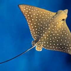 Wspieramy opiekę nad orleniami cętkowanymi we wrocławskim ZOO