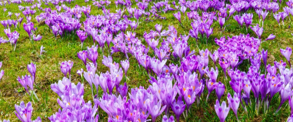 Życzenia świąteczne