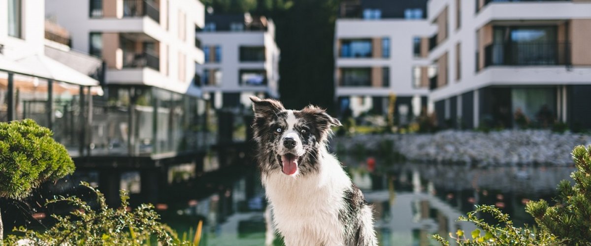 Hundefreunde in Vislow