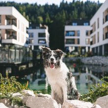 Psi przyjaciele w Vislow