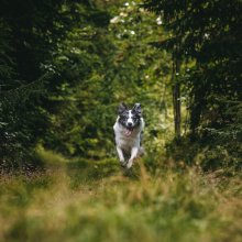 Gdzie na spacer z psem?