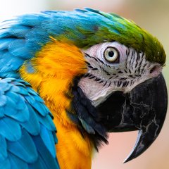 Papugarnia w Koszalinie