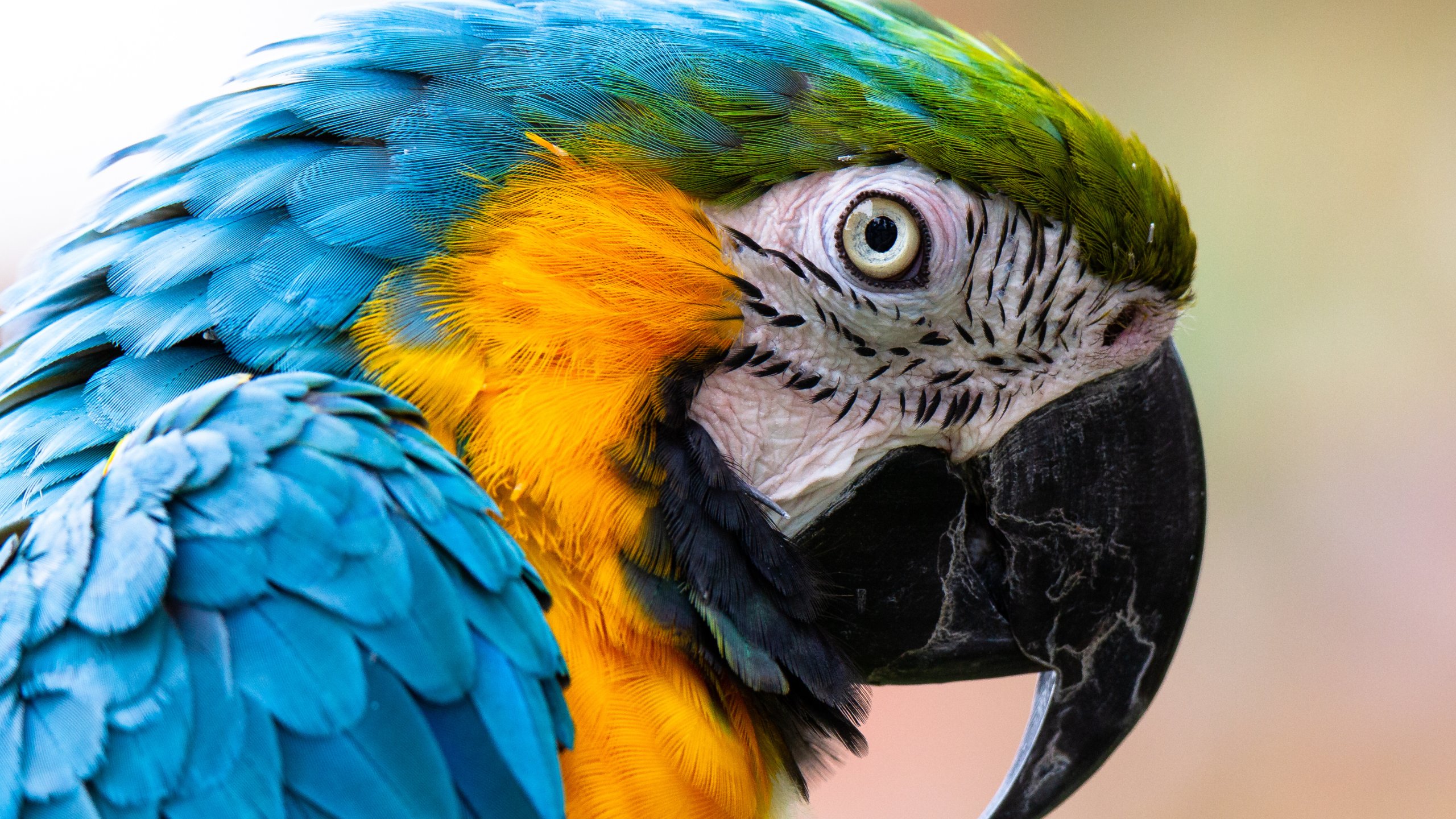 Papugarnia w Koszalinie