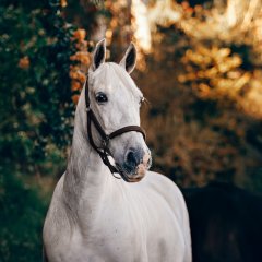 Stadnina koni w Nowęcinie