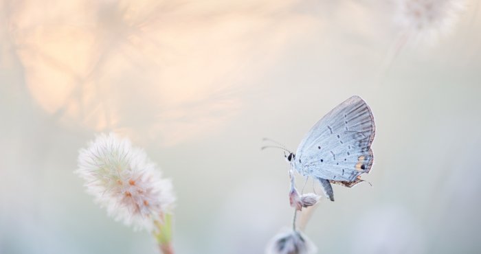 Muzeum Motyli w Łebie