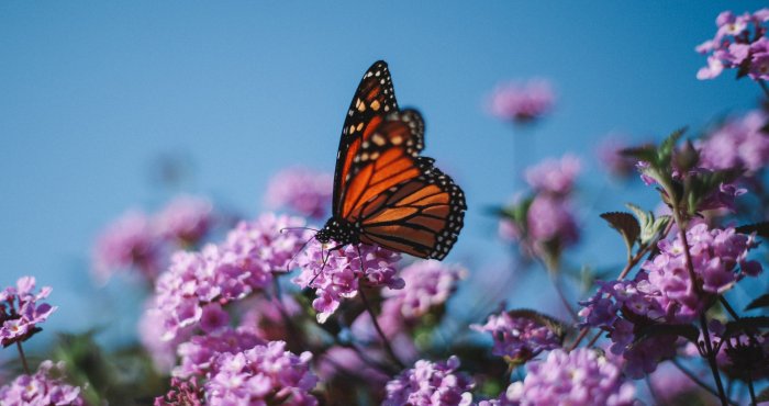 Muzeum Motyli w Łebie