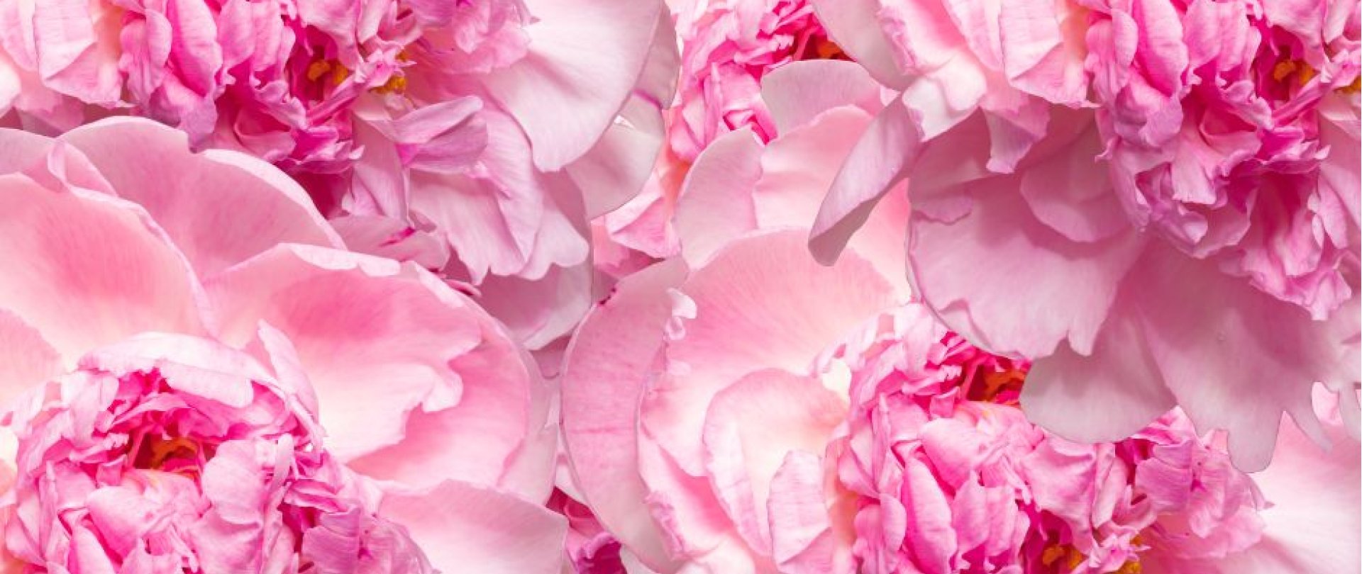 Kolacja Walentynkowa przy muzyce na żywo