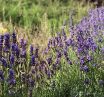 Uroczystości rodzinne