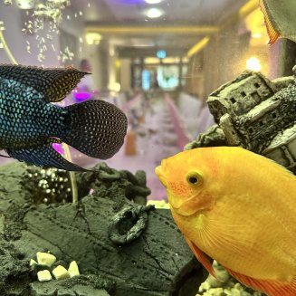 Weddings and occasional parties